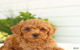 Miniature Poodle dogs for sale: Natalie - Image 3