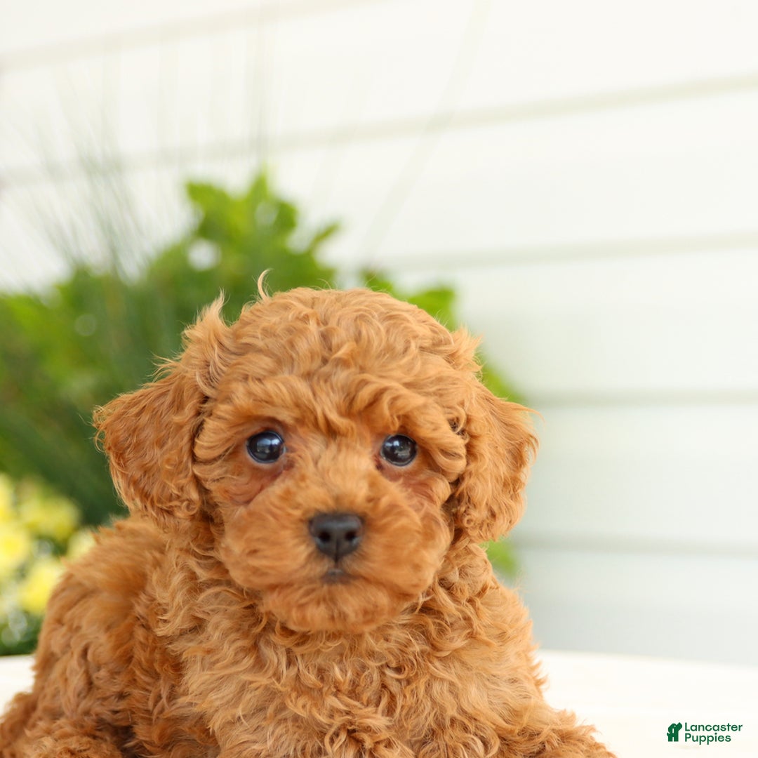 Miniature Poodle dogs for sale: Natalie - Image 3
