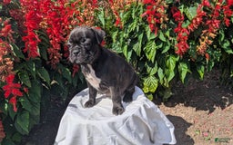 Frenchton dogs for sale: Nala - Image 7