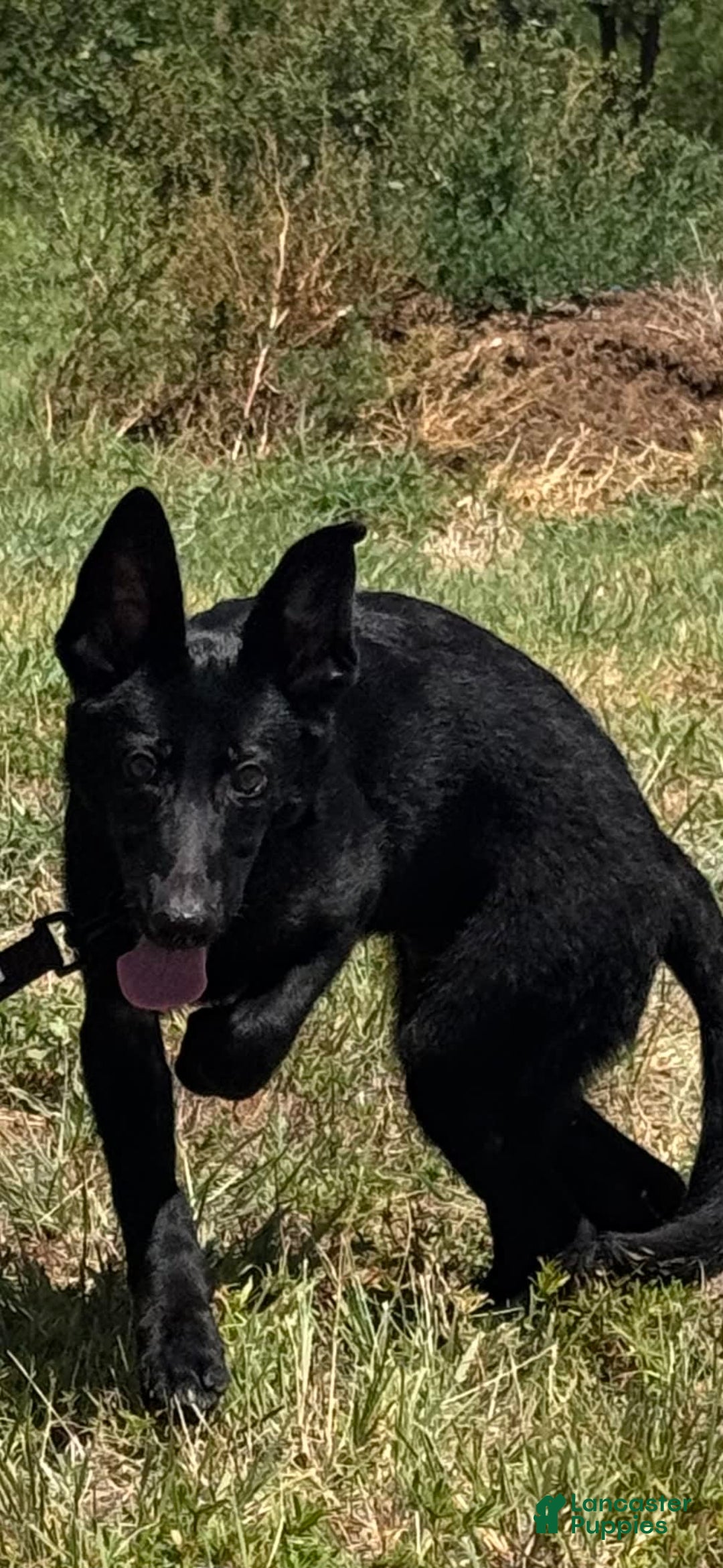 German Shepherd dogs for sale: Jaydah - Image 5