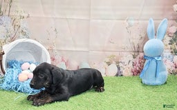 Catahoula Leopard Dog dogs for sale: Love Bug 2025 M1 - Image 13