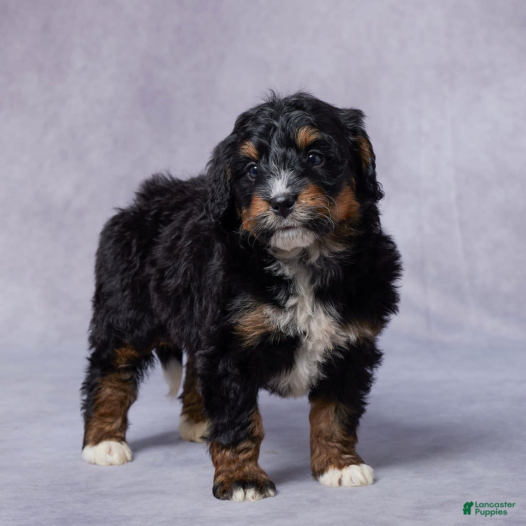 Mini Bernedoodle dogs for sale: Jade - Image 6
