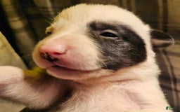 Border Collie dogs for sale: Bambi - Image 23