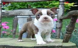 Boston Terrier dogs for sale: Brooke - Image 3