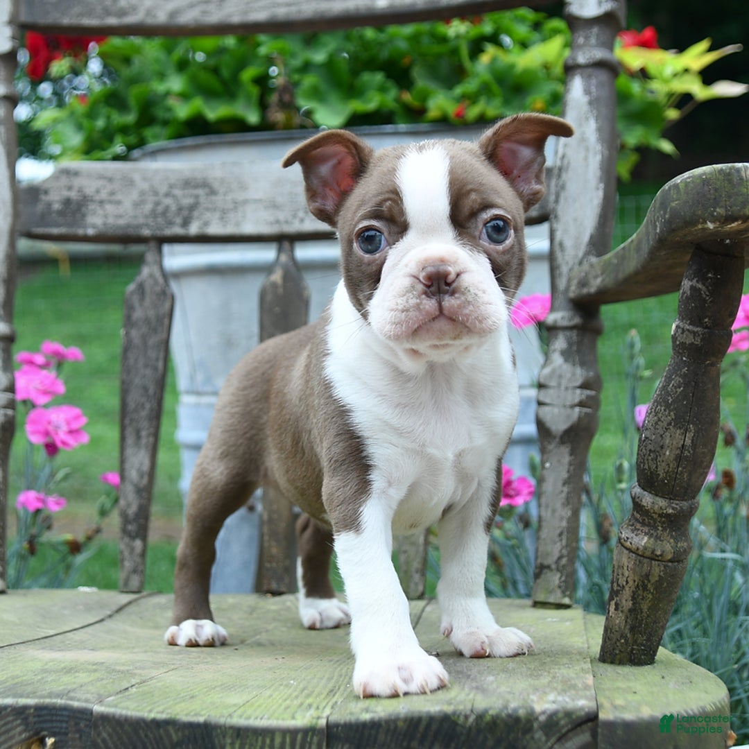 Boston Terrier dogs for sale: Brooke - Image 3