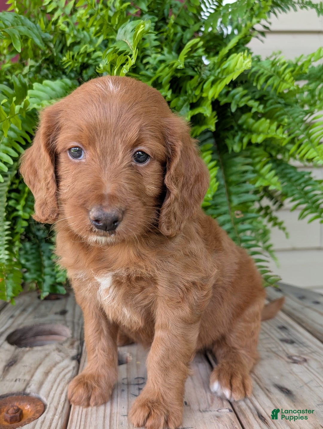 Goldendoodle dogs for sale: Ellie - Image 41