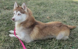 Pomsky dogs for sale: Tannar - Image 7