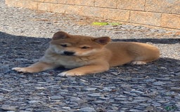 Shiba Inu dogs for sale: Ivy - Image 1