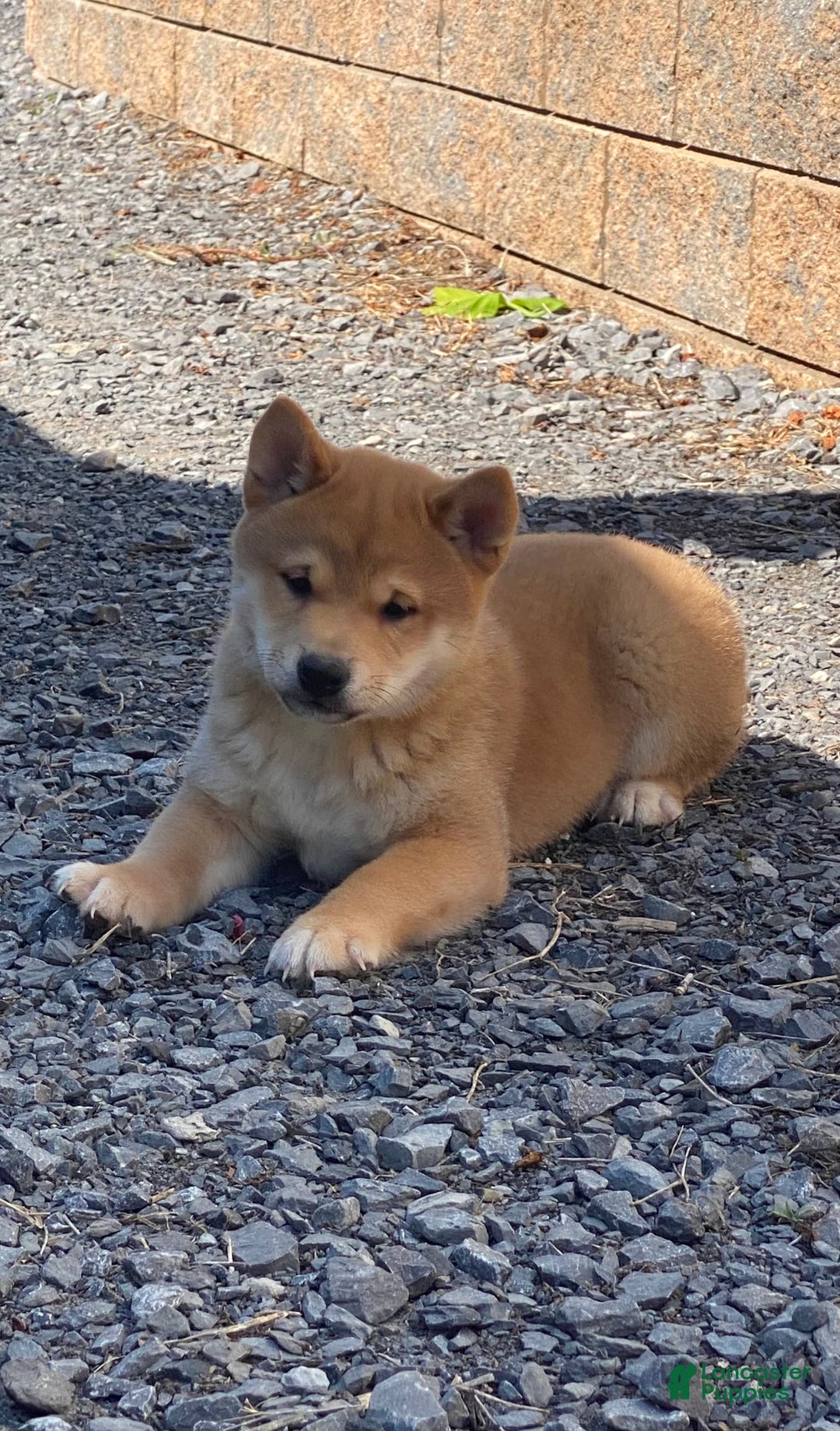 Shiba Inu dogs for sale: Ivy - Image 1