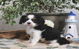Cavalier King Charles Spaniel dogs for sale: Jack - Image 2