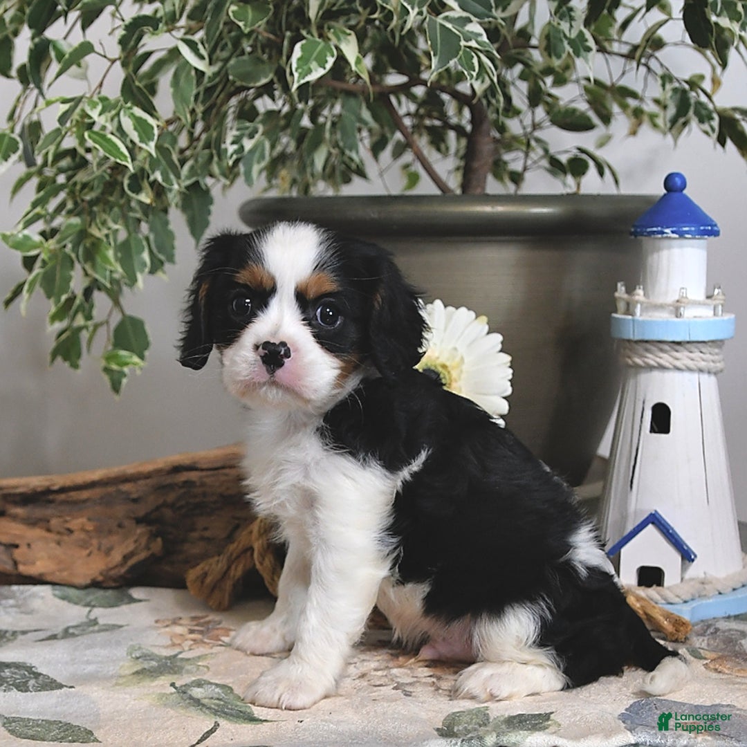Cavalier King Charles Spaniel dogs for sale: Jack - Image 2