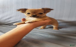 Chihuahua dogs for sale: Rosco - Image 1