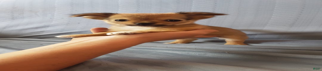 Rosco