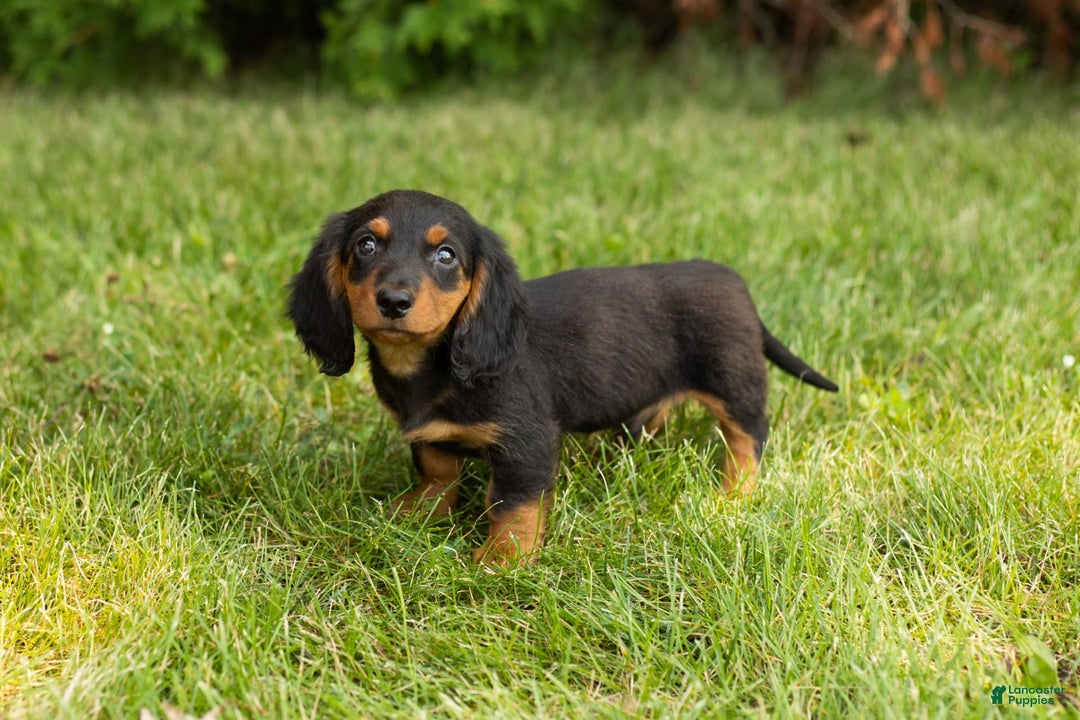 Miniature Dachshund dogs for sale: Buddy - Image 3