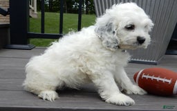 Cockapoo dogs for sale: Boomer - Image 4