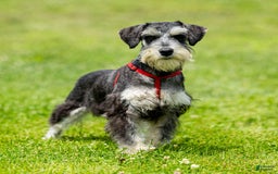 Miniature Schnauzer dogs for sale: Harley - Image 5