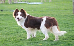 Border Collie dogs for sale: Diesel - Image 11