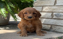 Goldendoodle dogs for sale: Jack - Image 12