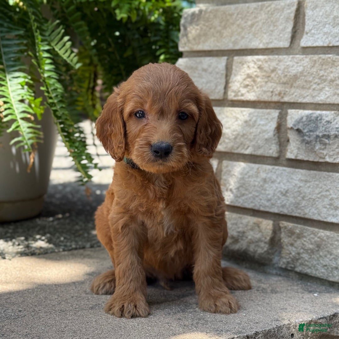 Goldendoodle dogs for sale: Jack - Image 12