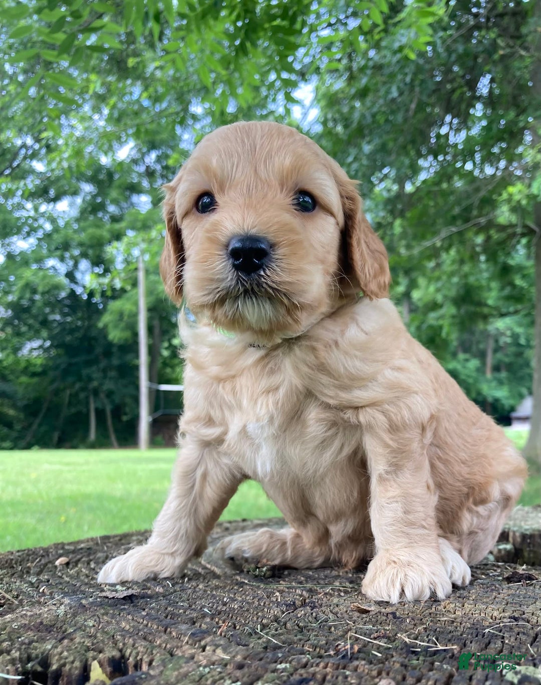 Labradoodle dogs for sale: Phoenix - Image 2