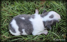 Chihuahua dogs for sale: Cedro - Image 2