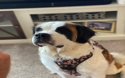 Saint Bernard dogs for sale: Coco - Image 2