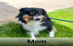 Australian Shepherd dogs for sale: Oscar - Image 17