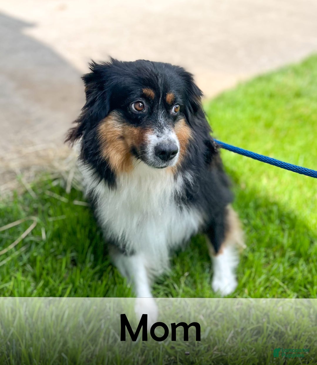 Australian Shepherd dogs for sale: Oscar - Image 17