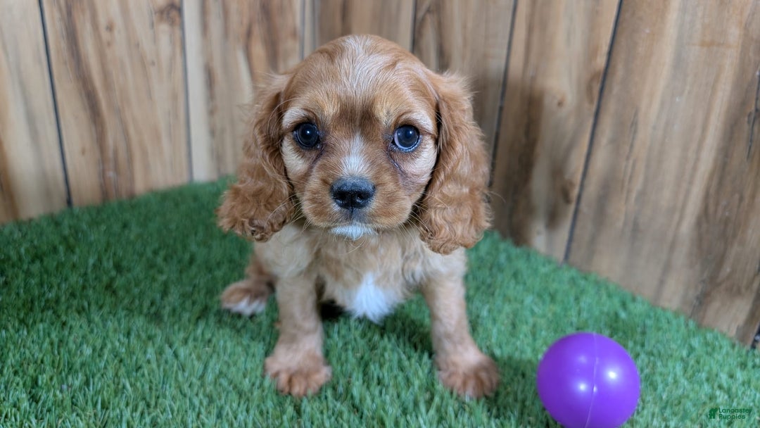 Cavalier King Charles Spaniel dogs for sale: Lucy Girl 3 - Image 7