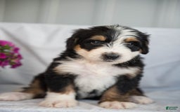 Bernedoodle dogs for sale: Jerry - Image 8