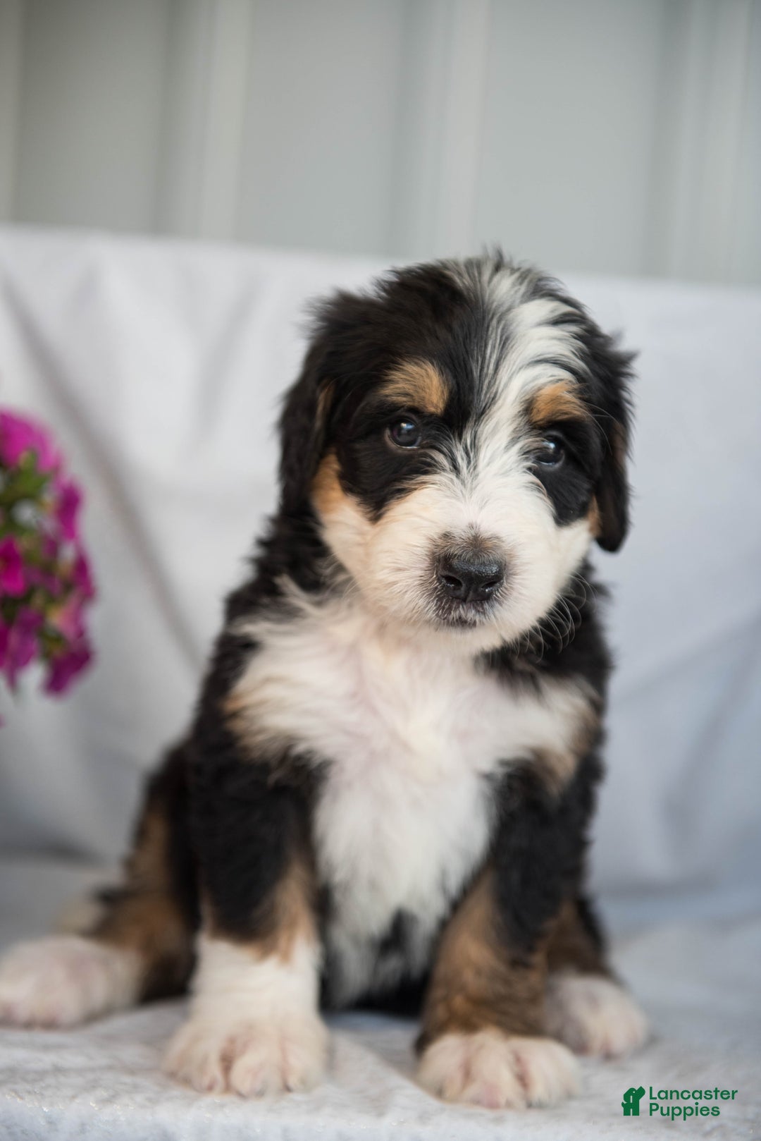 Bernedoodle dogs for sale: Jerry - Image 8