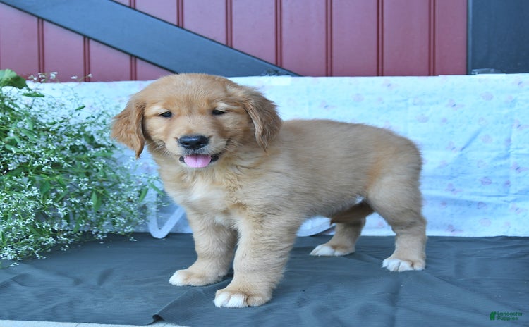 Golden Retriever dogs - Advert 6
