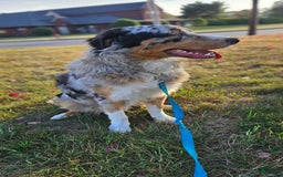 Australian Shepherd dogs for sale: Miss Cutie Pie - Image 7