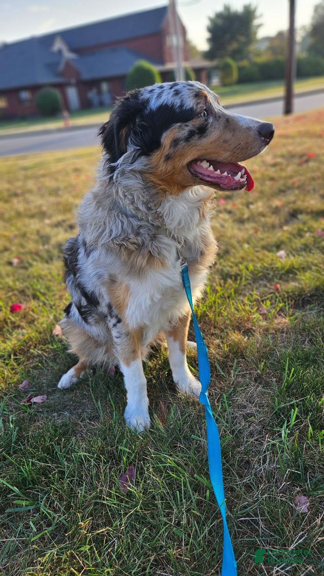 Australian Shepherd dogs for sale: Miss Cutie Pie - Image 7