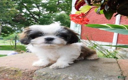 Shih Tzu dogs for sale: Dallas - Image 5