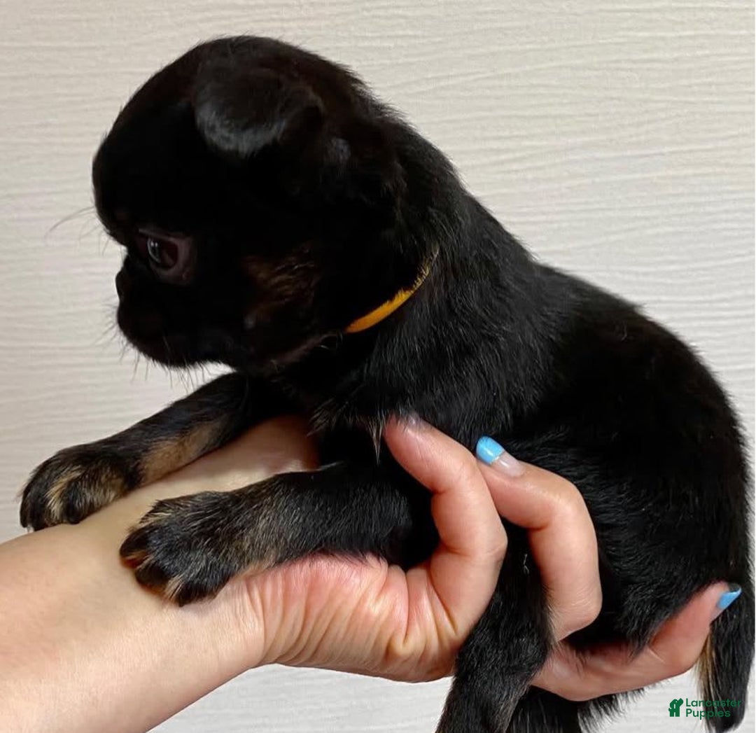 Brussels Griffon dogs for sale: Vince - Image 1