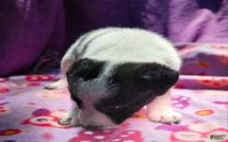 Border Collie dogs for sale: Dolly - Image 22