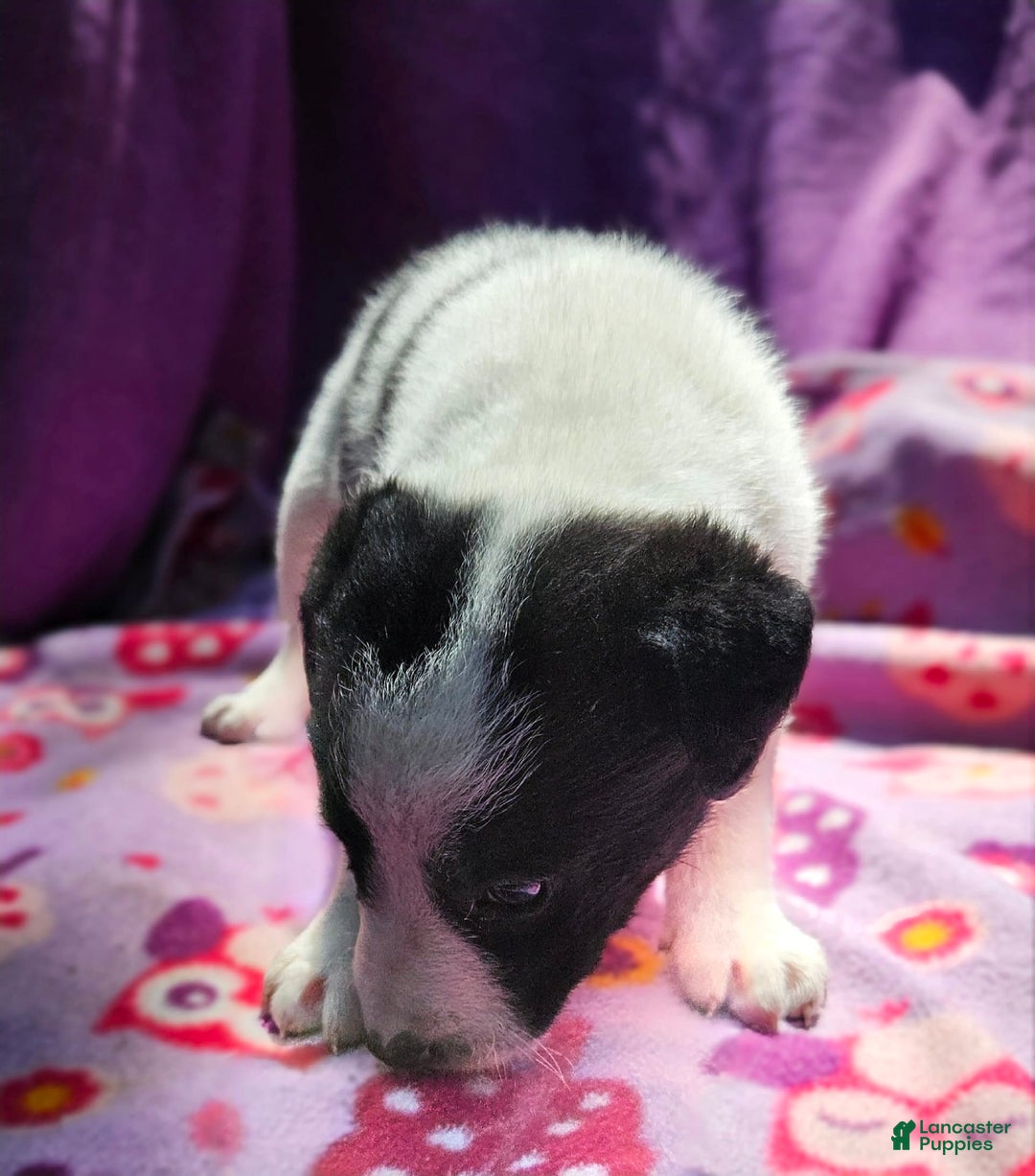 Border Collie dogs for sale: Dolly - Image 22
