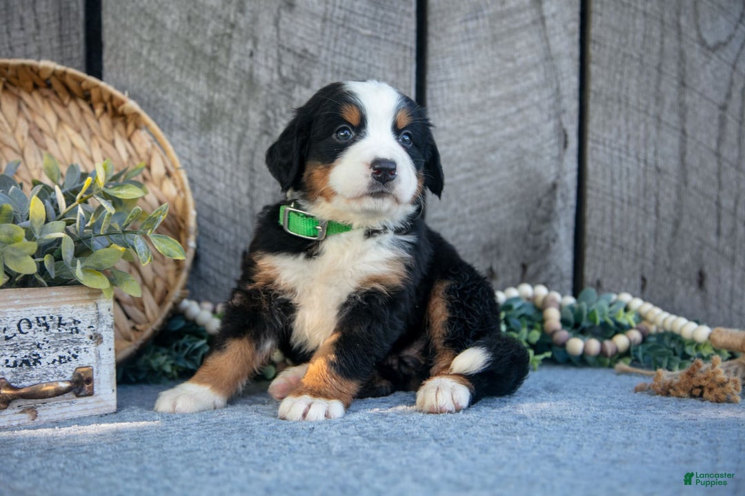 Bernese Mountain Dog dogs for sale: Betsy - Image 5