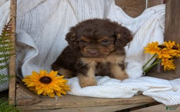 Cockapoo dogs for sale: Heaven - Image 10