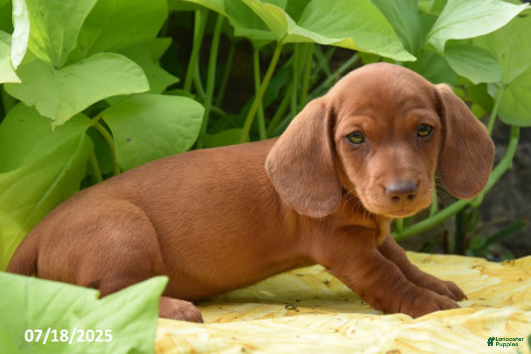 Miniature Dachshund dogs for sale: Peanut - Image 2