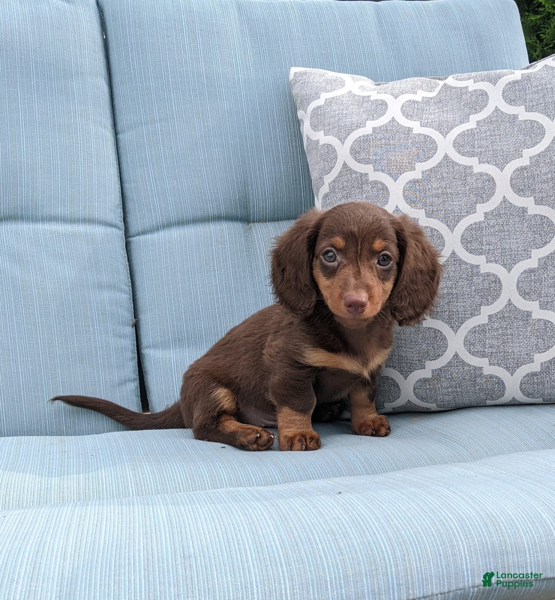 Miniature Dachshund dogs for sale: Coco - Image 4