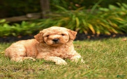 Mini Goldendoodle dogs for sale: Rex - Image 5