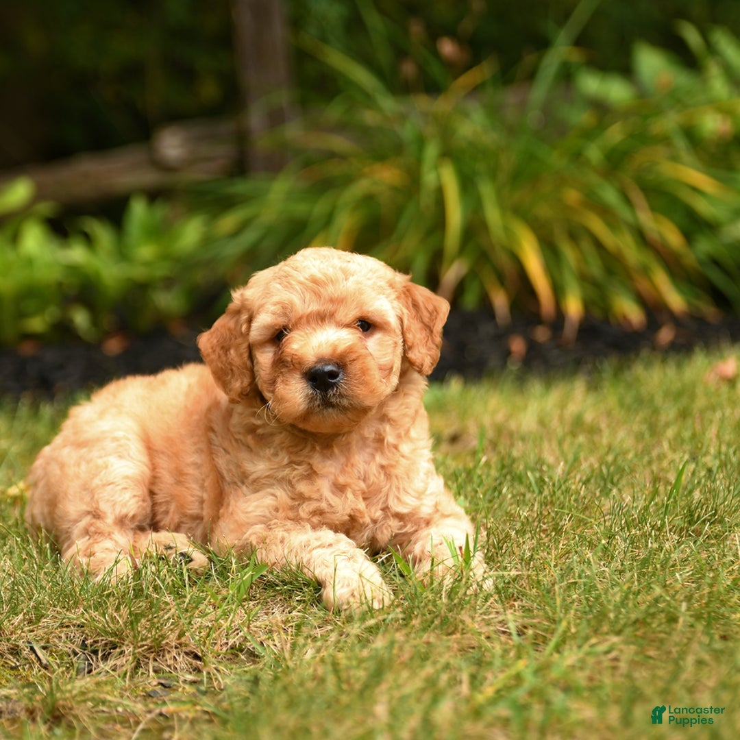 Mini Goldendoodle dogs for sale: Rex - Image 5