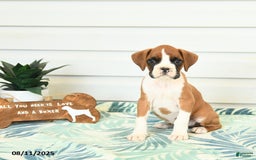 Boxer dogs for sale: Jake - Image 1
