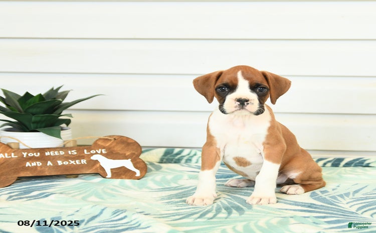 Boxer dogs for sale - Ad 3