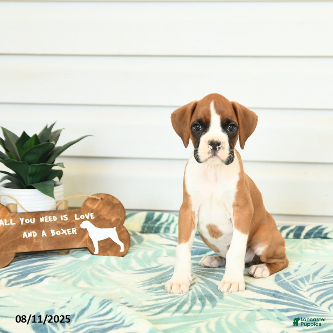 Boxer dogs for sale: Jake - Image 1