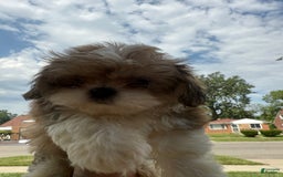 Shih Tzu dogs for sale: Brownie - Image 2