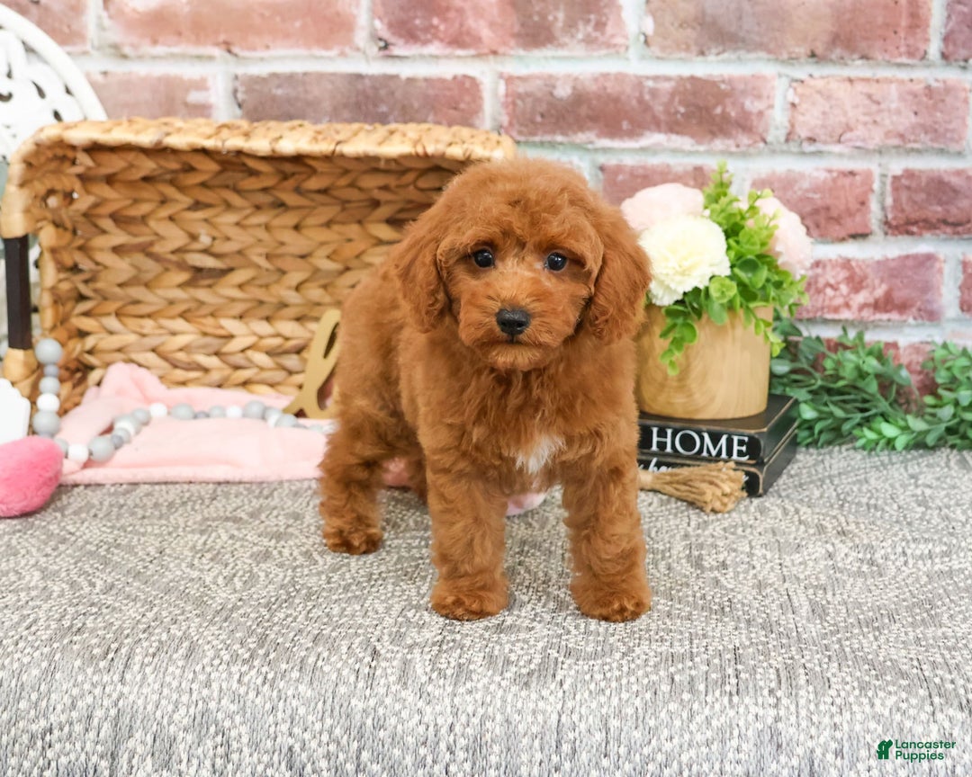 Miniature Poodle dogs for sale: Glamour - Image 7