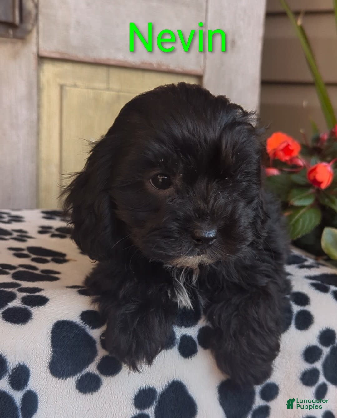 Shih Tzu dogs for sale: Nevin - Image 6